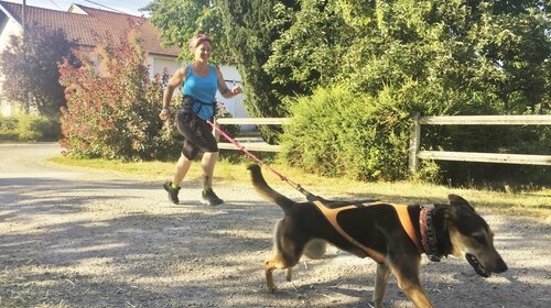 L???ASPTT canicross au Trophée des montagnes