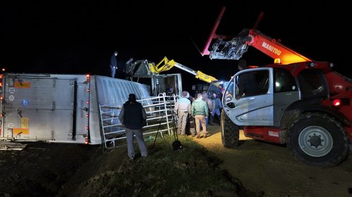 Un camion transportant des bovins se renverse sur la D964