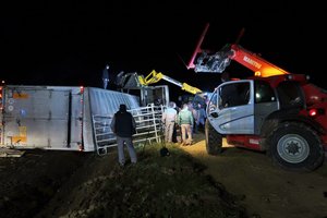 Un camion transportant des bovins se renverse sur la D964